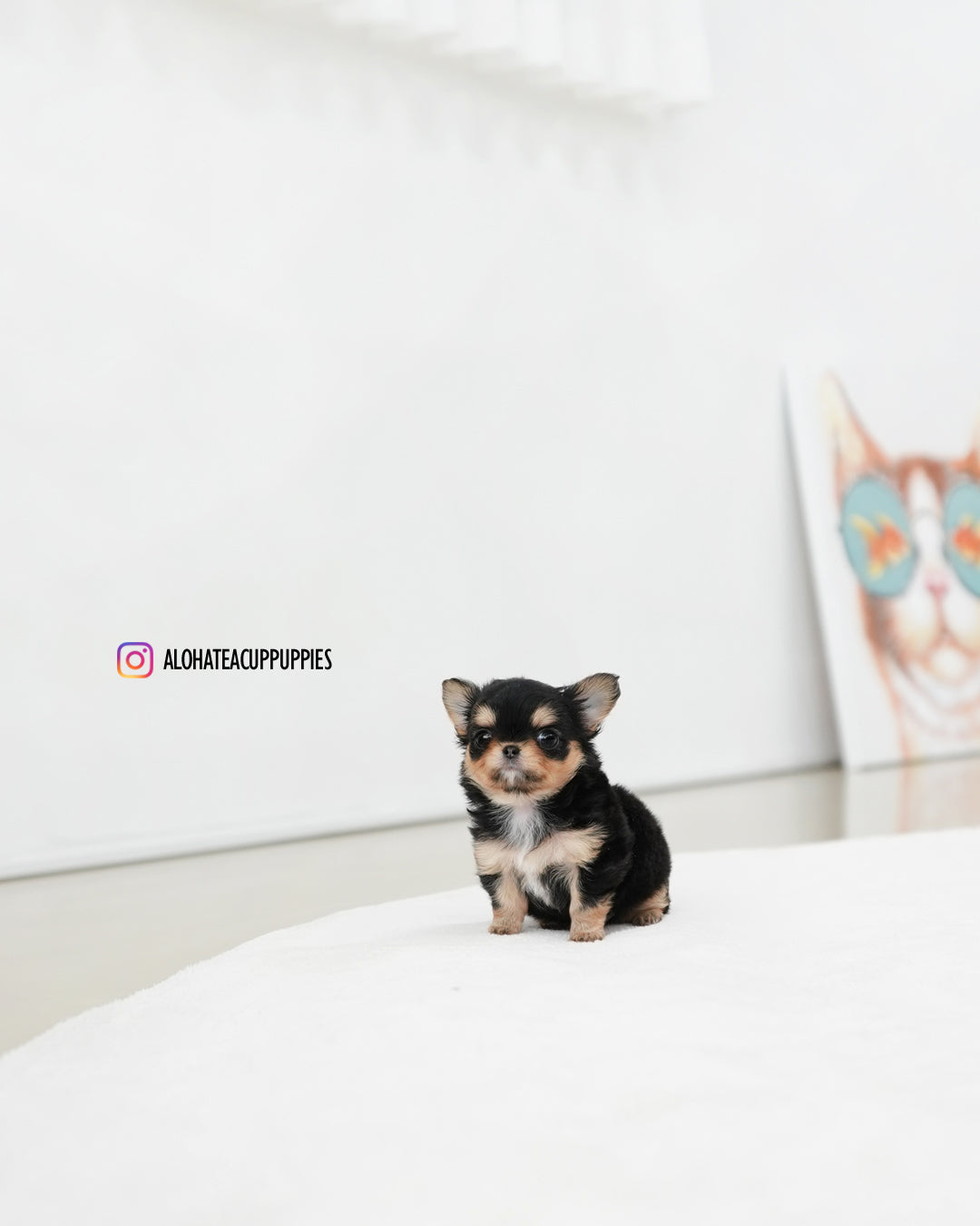 Kiel [TEACUP CHIHUAHUA]