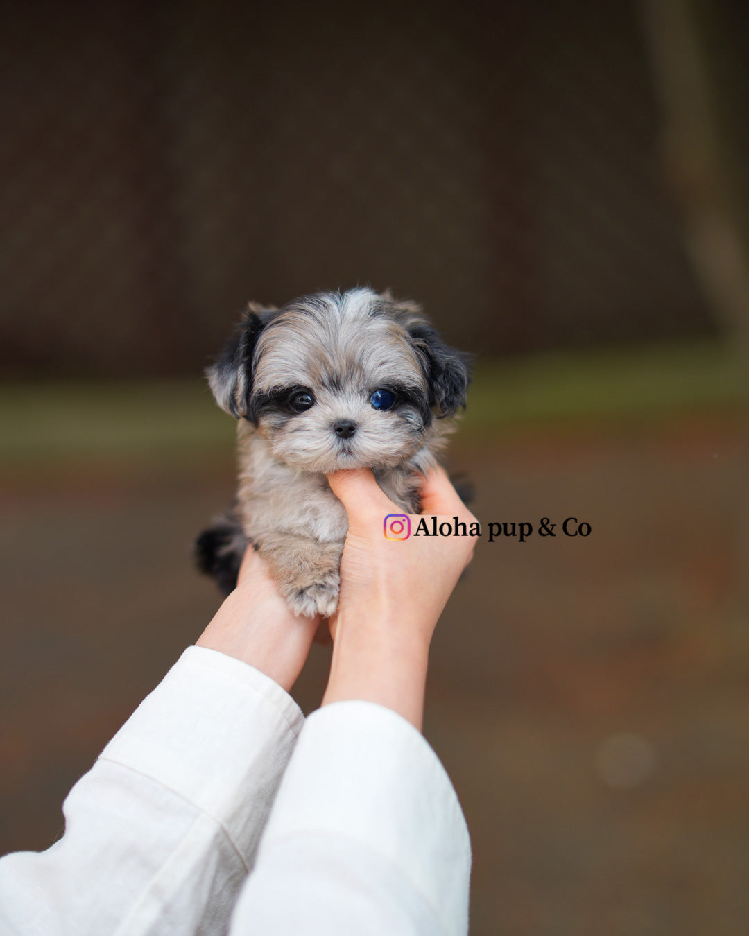 Ziv [TEACUP MALTIPOO]
