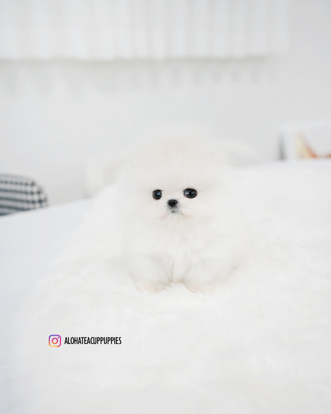 Cachorro [POMERANIA TAZA DE TÉ]
