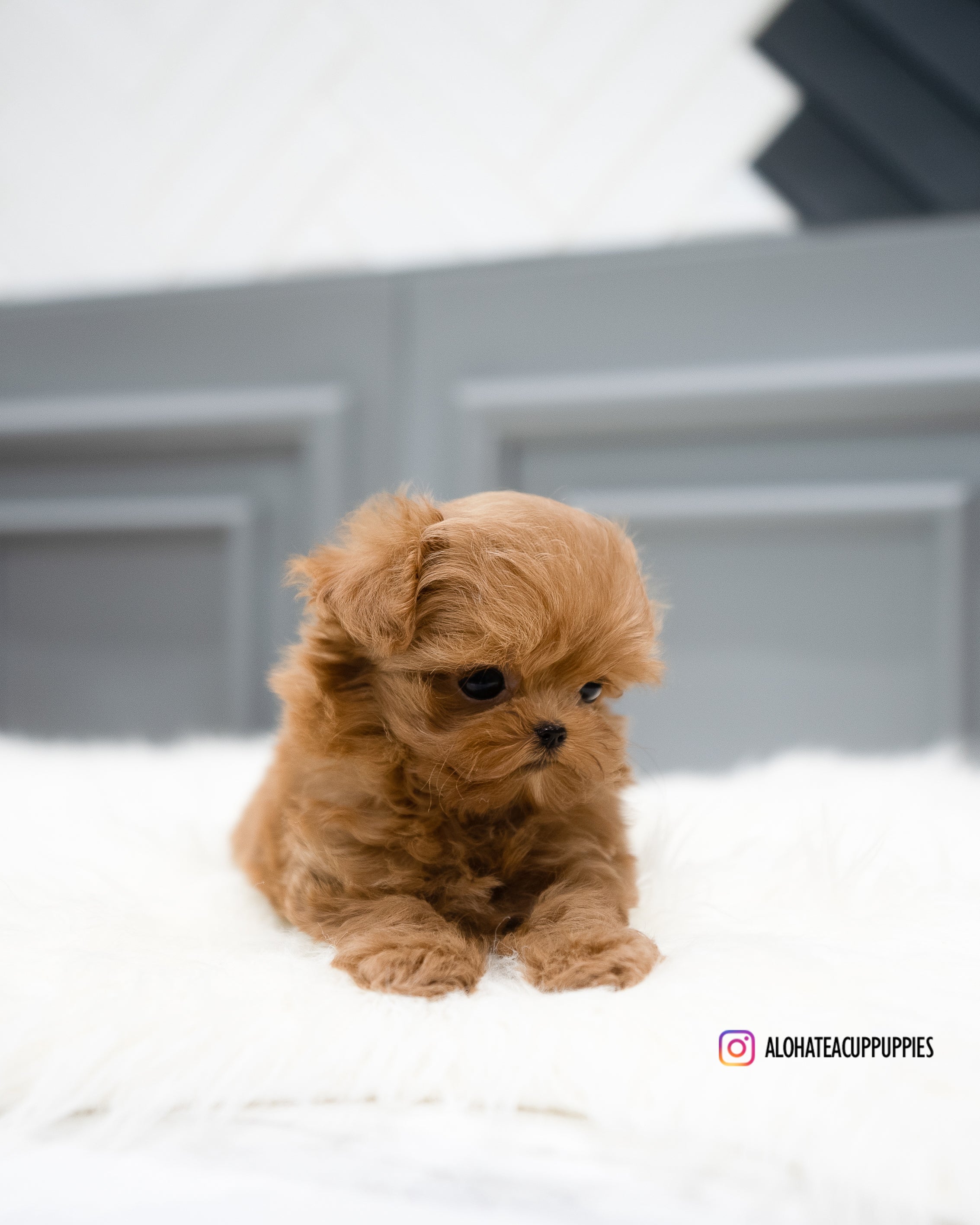 Nova [TEACUP MALTIPOO]