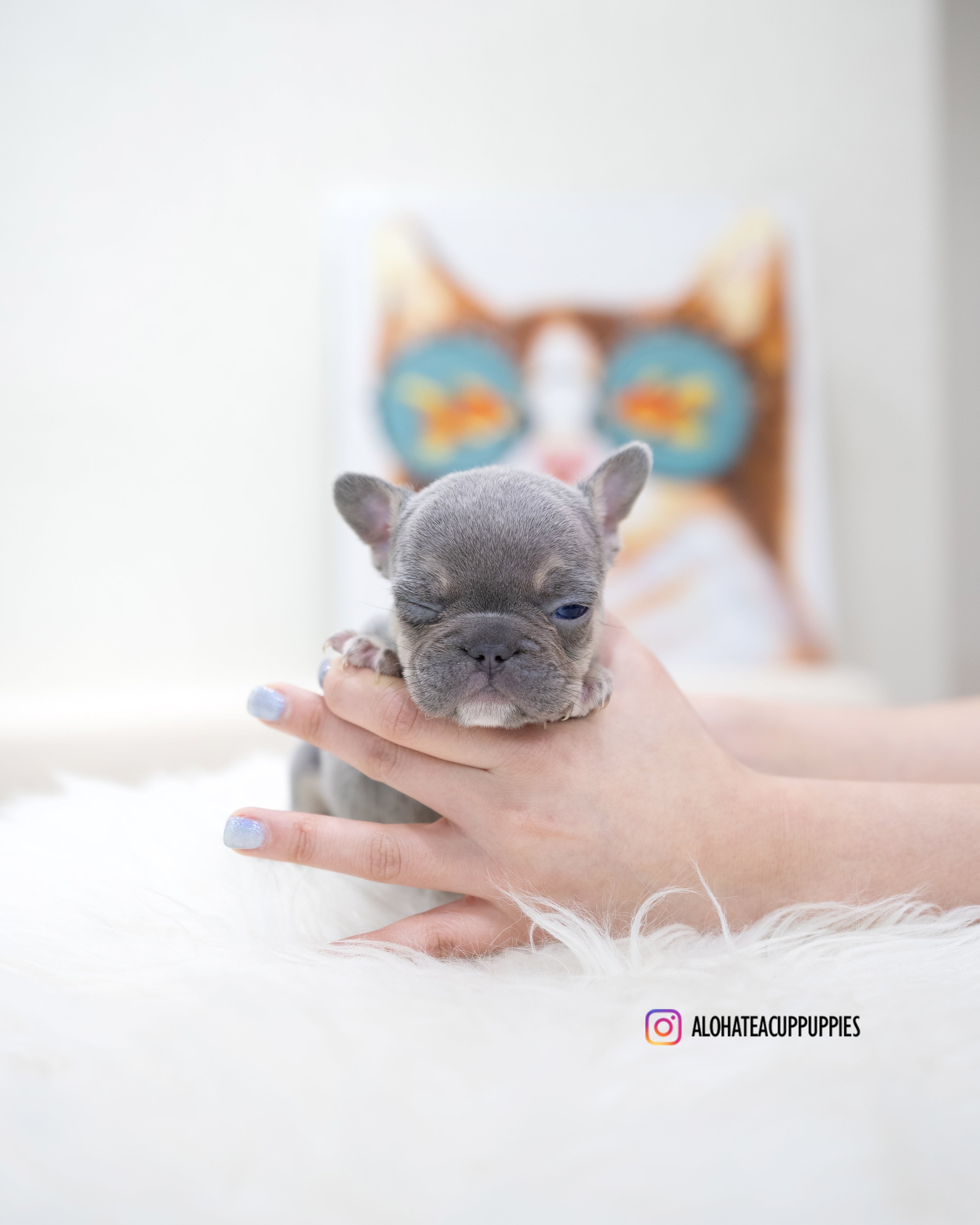 Gary [TEACUP FRENCH]