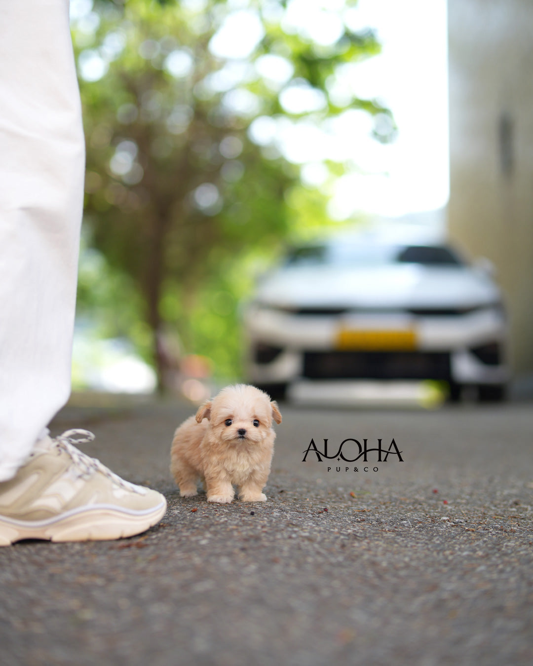 Lily [TEACUP MALTIPOO]