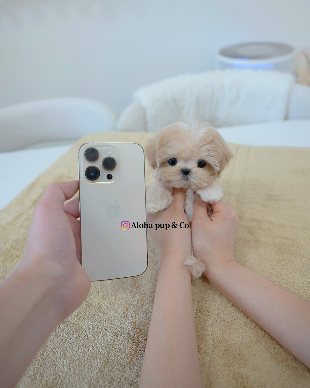 Mori [TEACUP MALTIPOO]