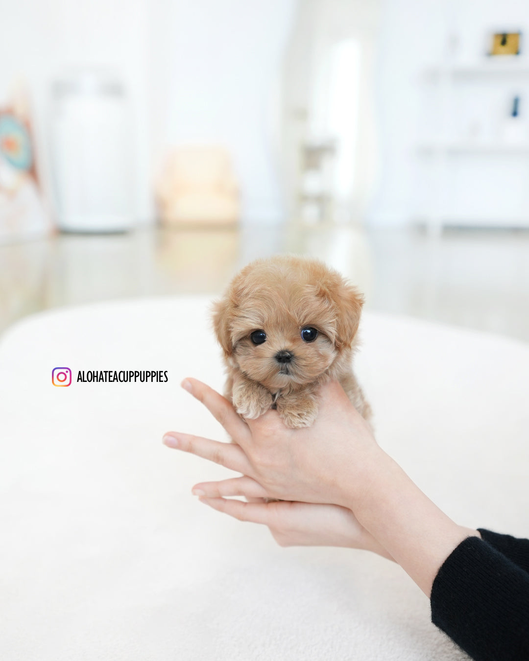 Ivy [TEACUP MALTIPOO]