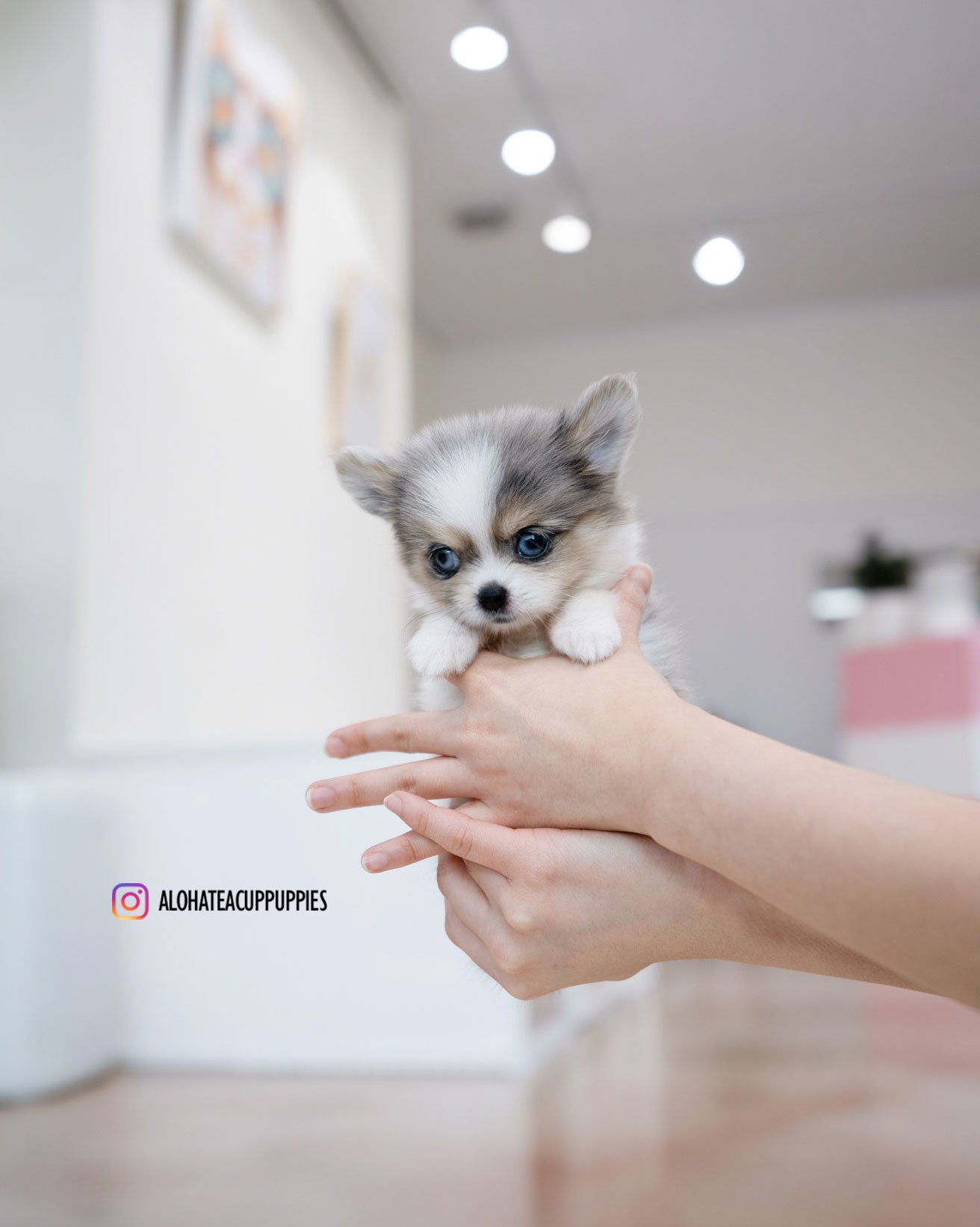 Berry [POMSKY TAZA DE TÉ]