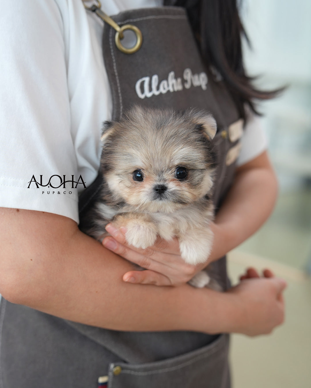 Lexi [TEACUP Maltipom]