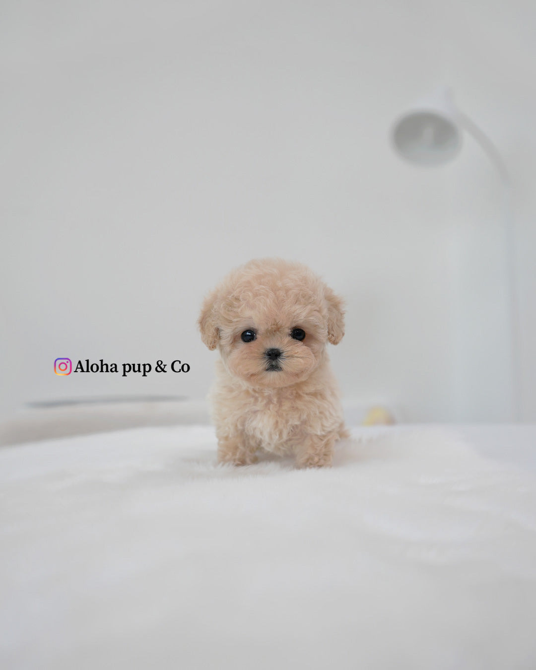 Rina [TEACUP MALTIPOO]