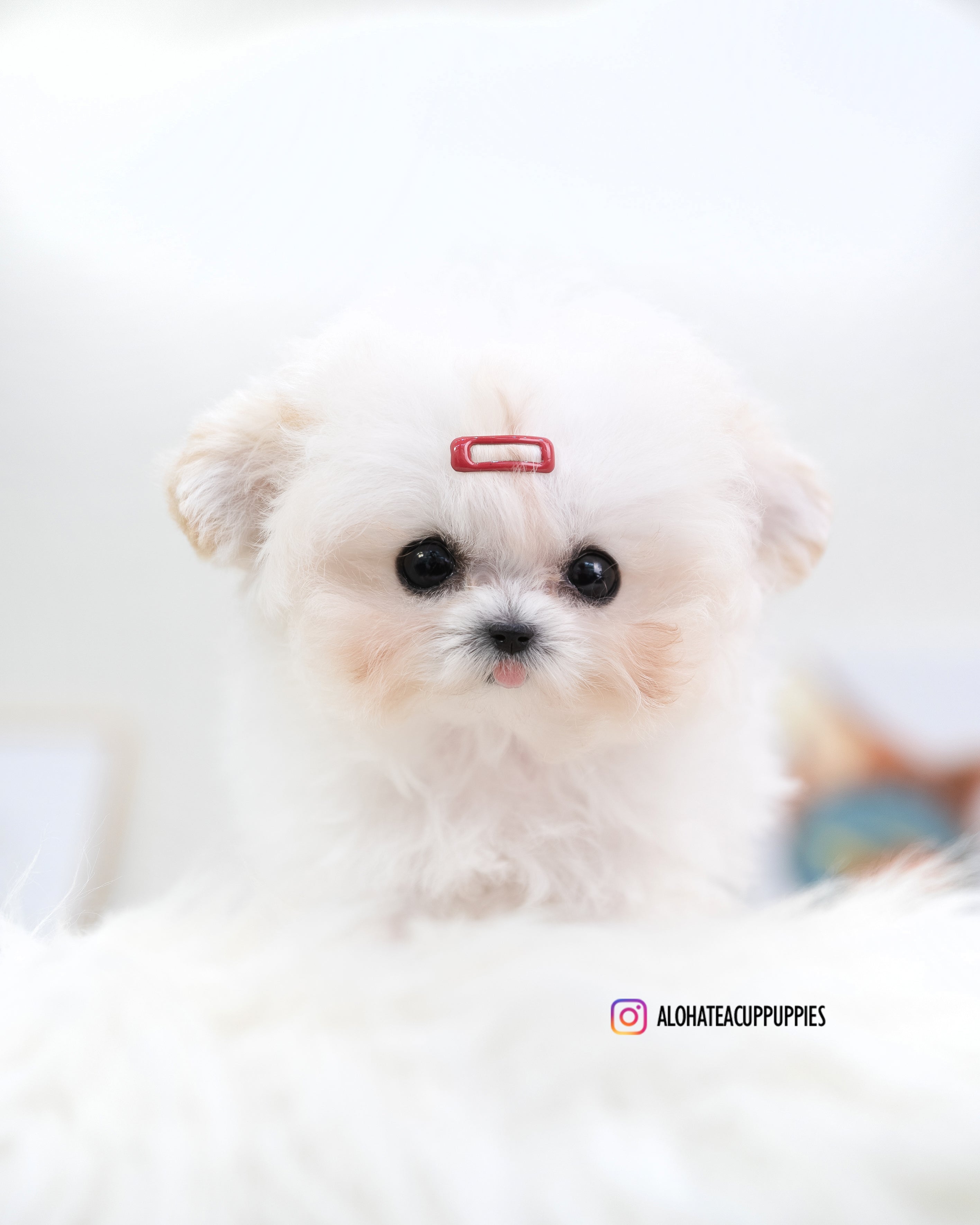 Avril [TINY POODLE]