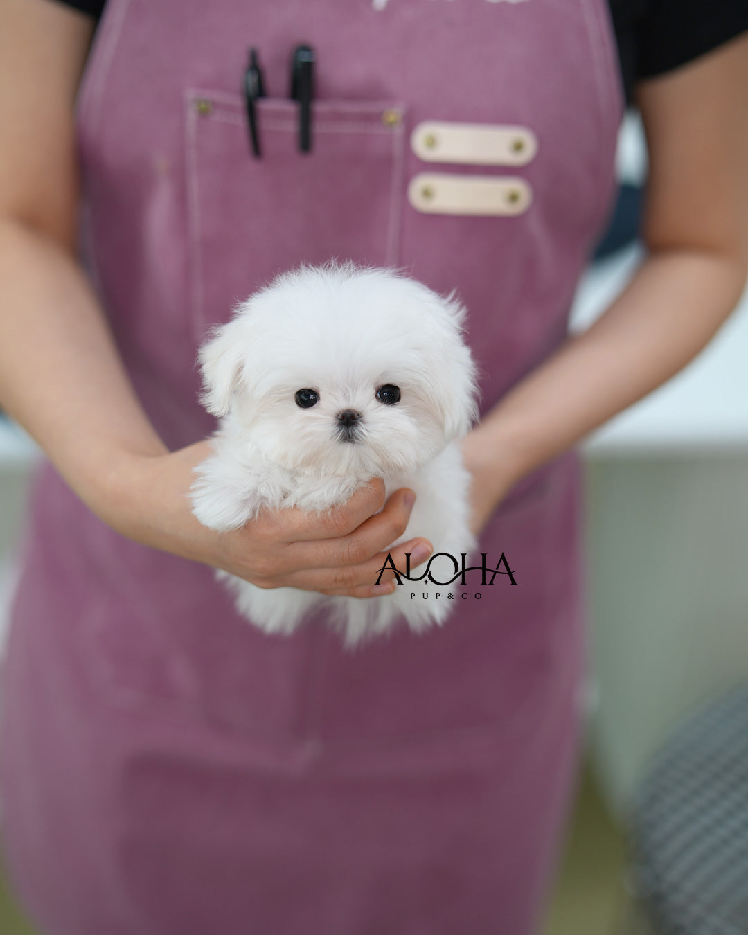 Mini [TEACUP Maltese]