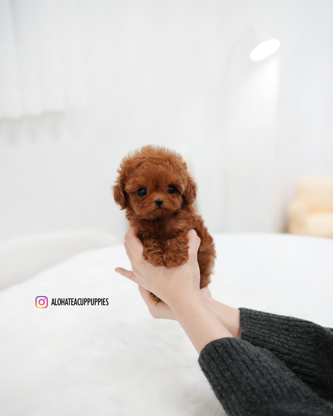 Remi [TEACUP POODLE]