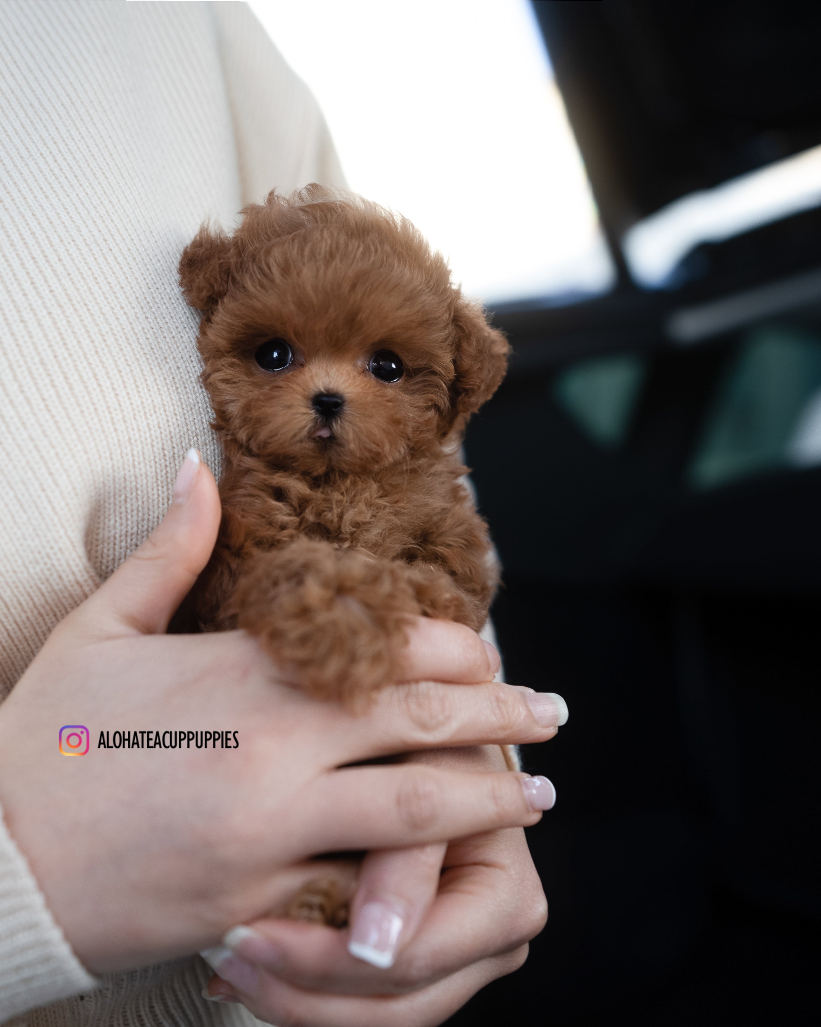 Mandy [TEACUP POODLE]