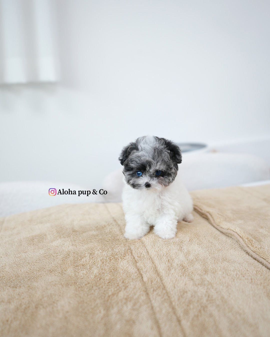Kai [TEACUP POODLE]