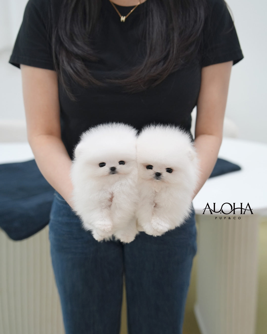 Cotton [TEACUP POMERANIAN]