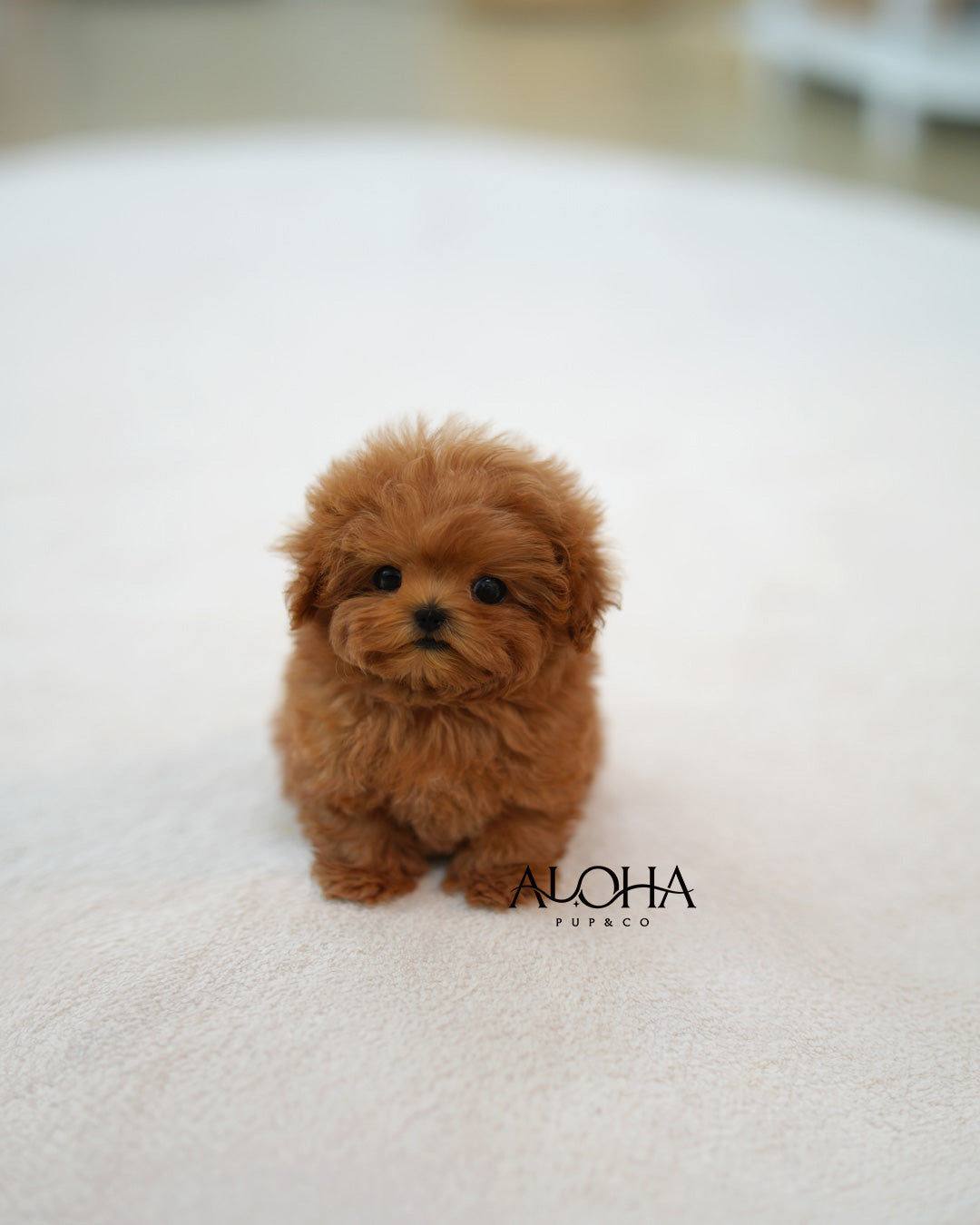 Babe [TEACUP MALTIPOO]