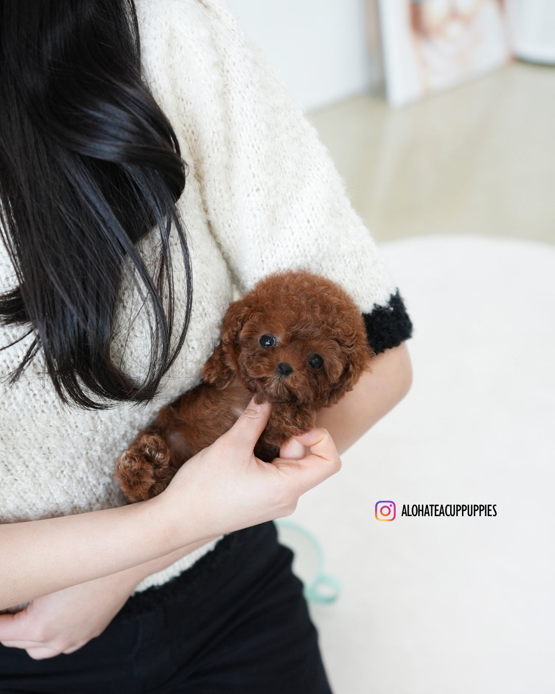 Bree [TEACUP POODLE]