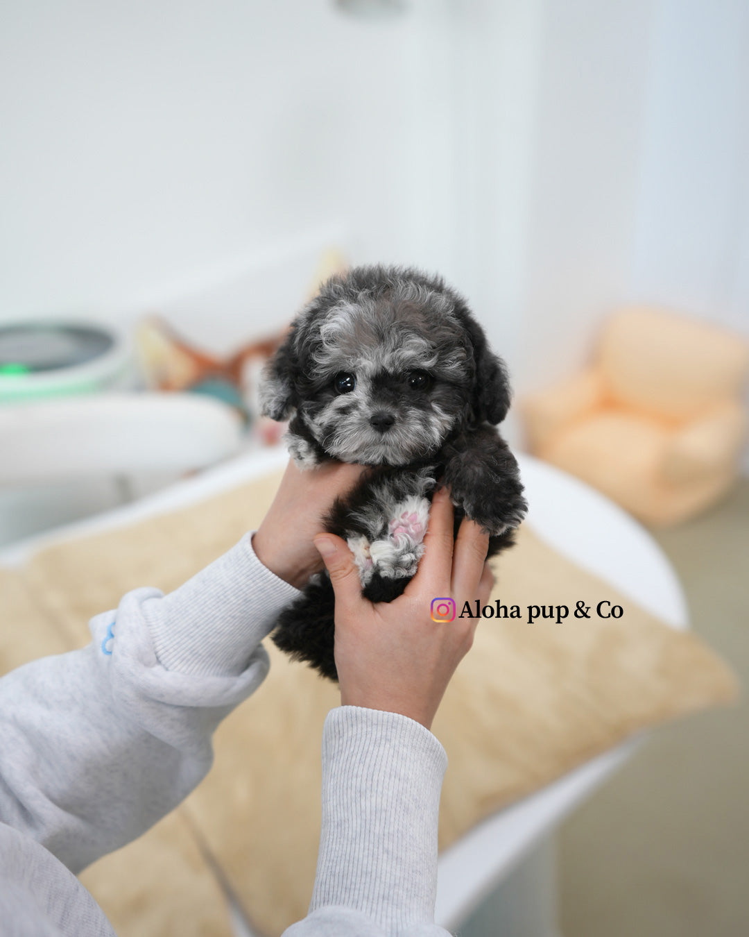 Molly [TEACUP POODLE]