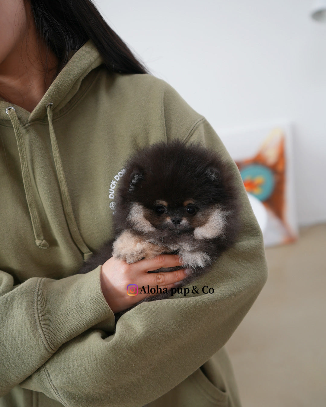 Bella [POMERANIA TAZA DE TÉ]