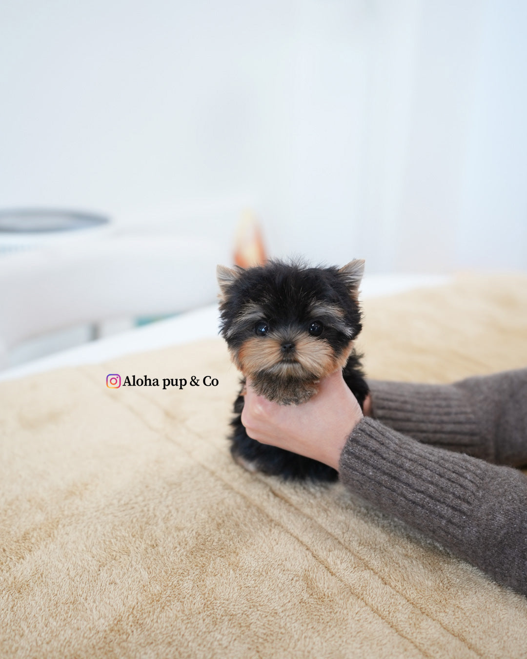 Ava [Teacup YORKIE]