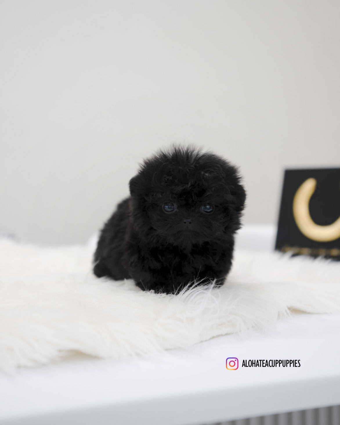 Bin [TEACUP MALTIPOO]
