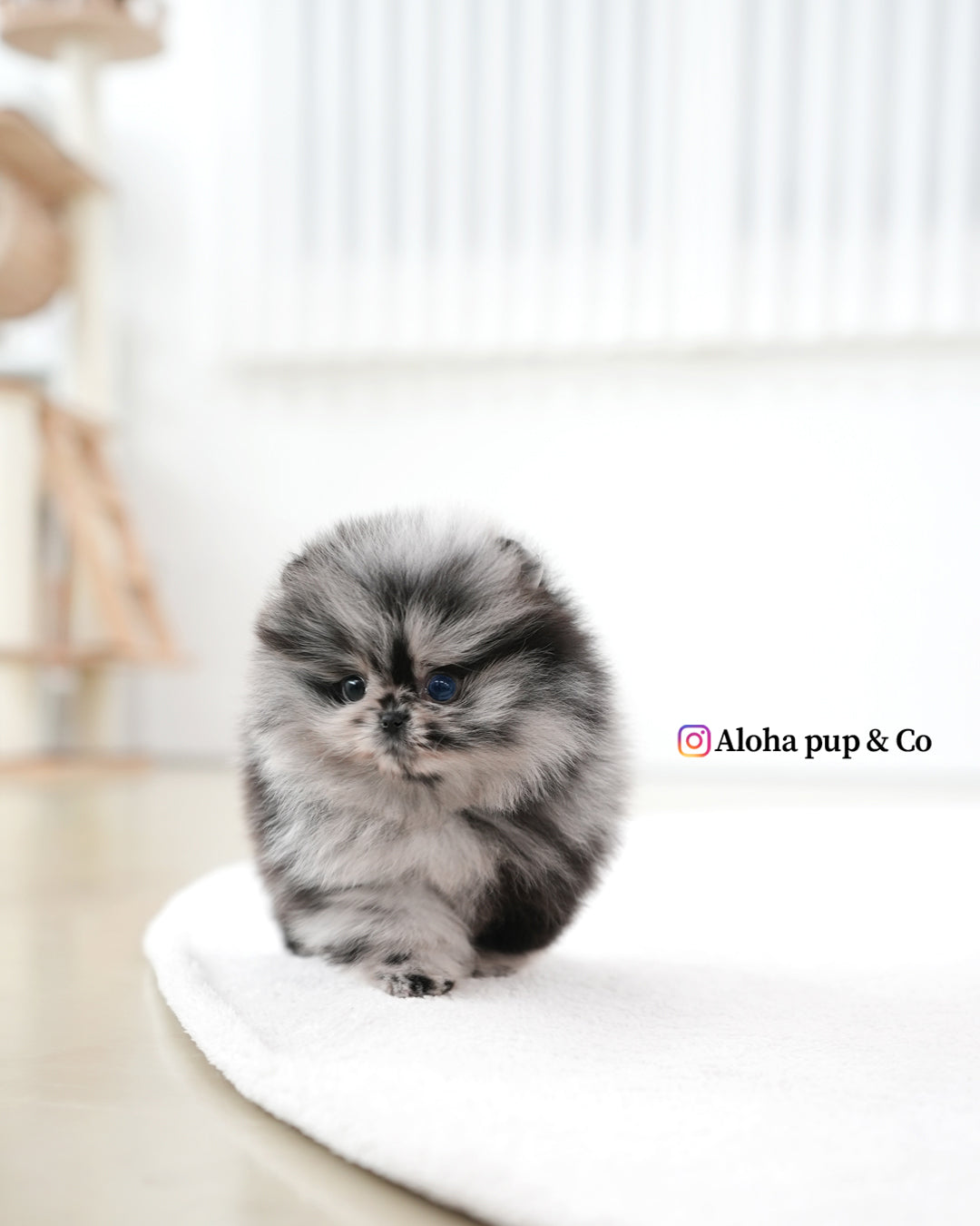 巴黎【茶杯博美犬】