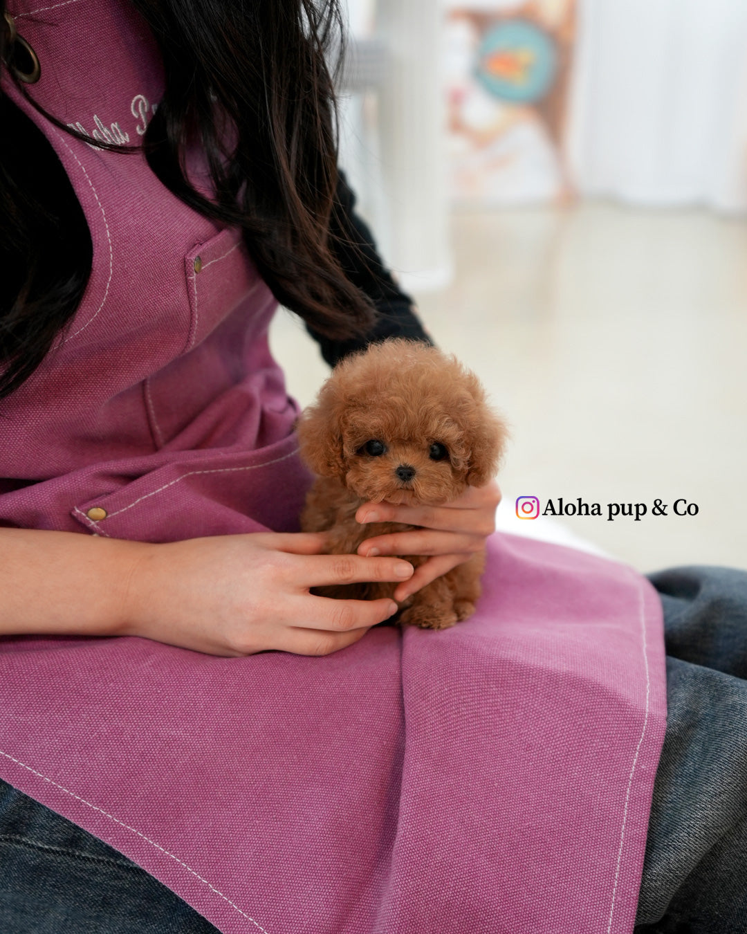Ronnie [TEACUP POODLE]