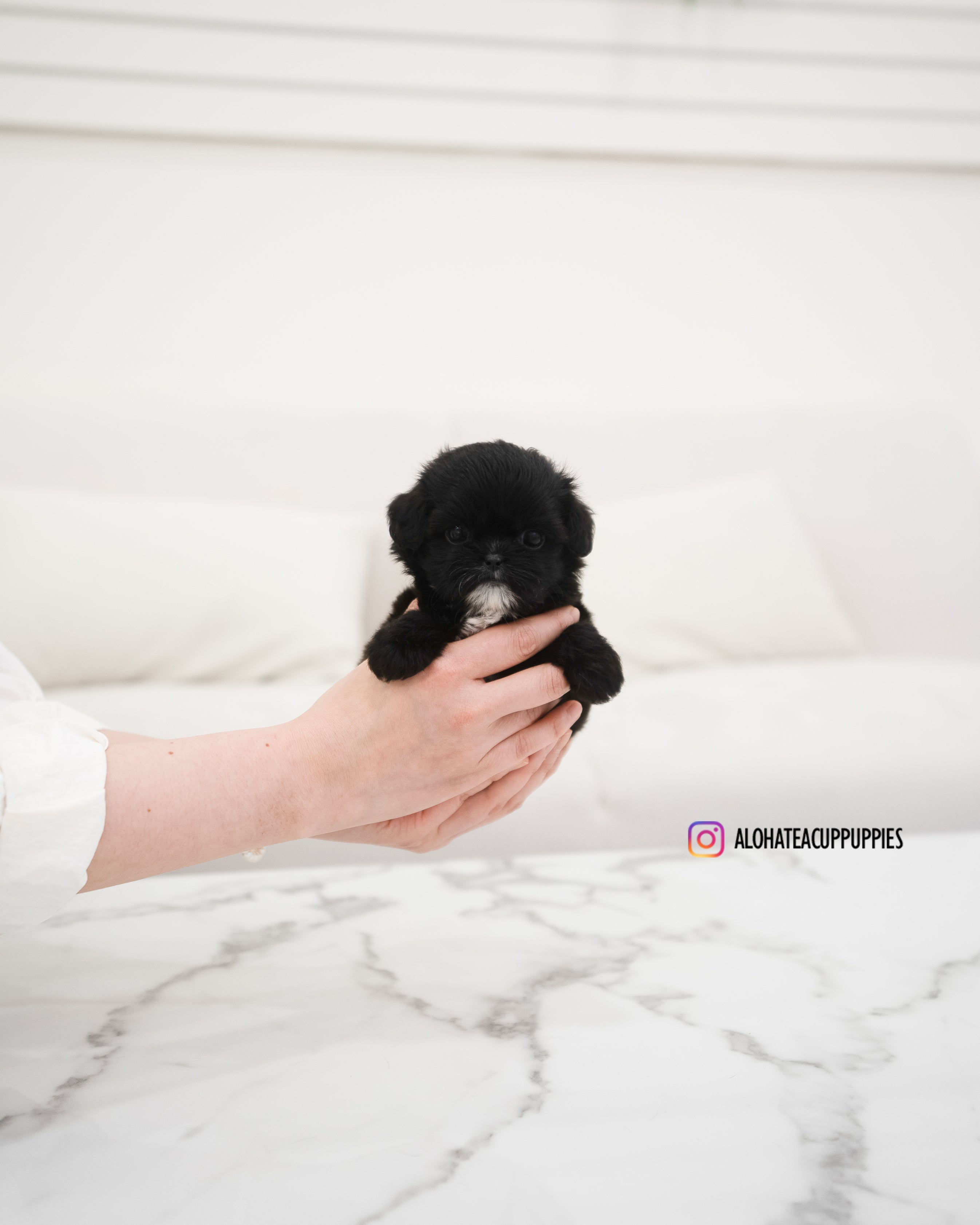 Haribo [TEACUP MALTIPOO]