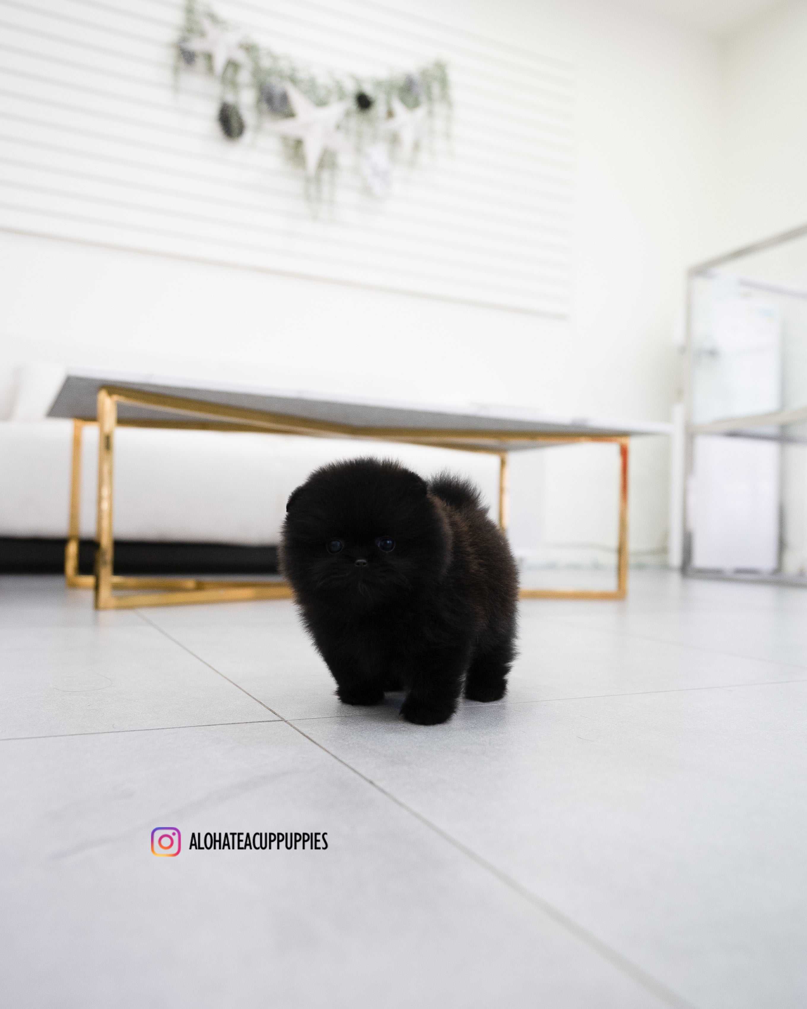 Margo [POMERANIA TAZA DE TÉ]
