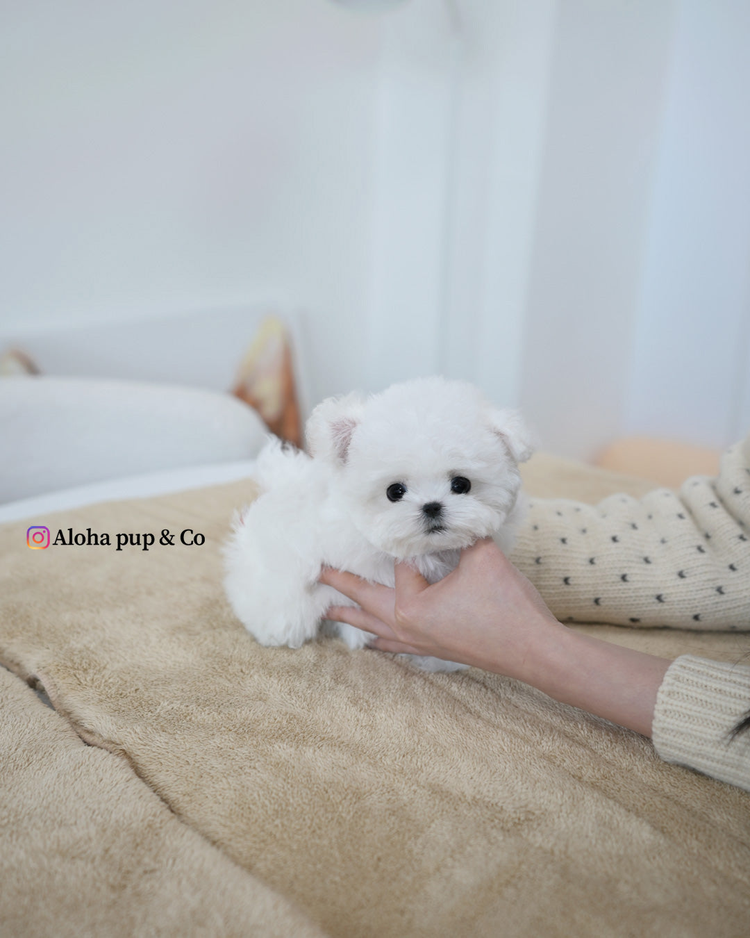 Tiny [TEACUP BICHON]