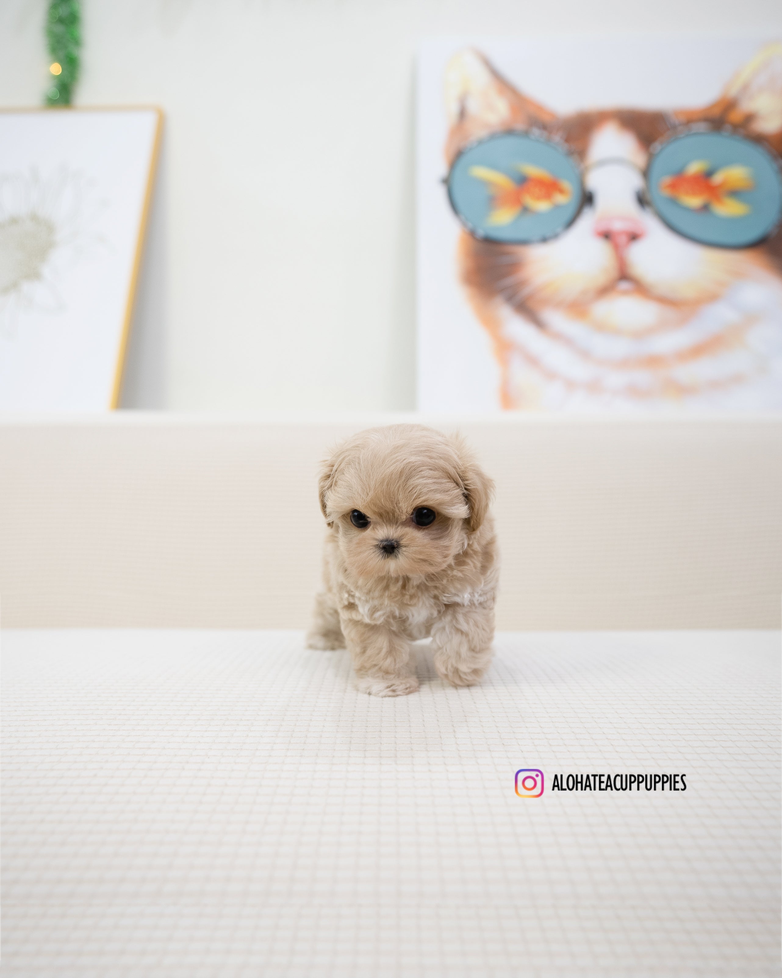 Ciel [TEACUP MALTIPOO]