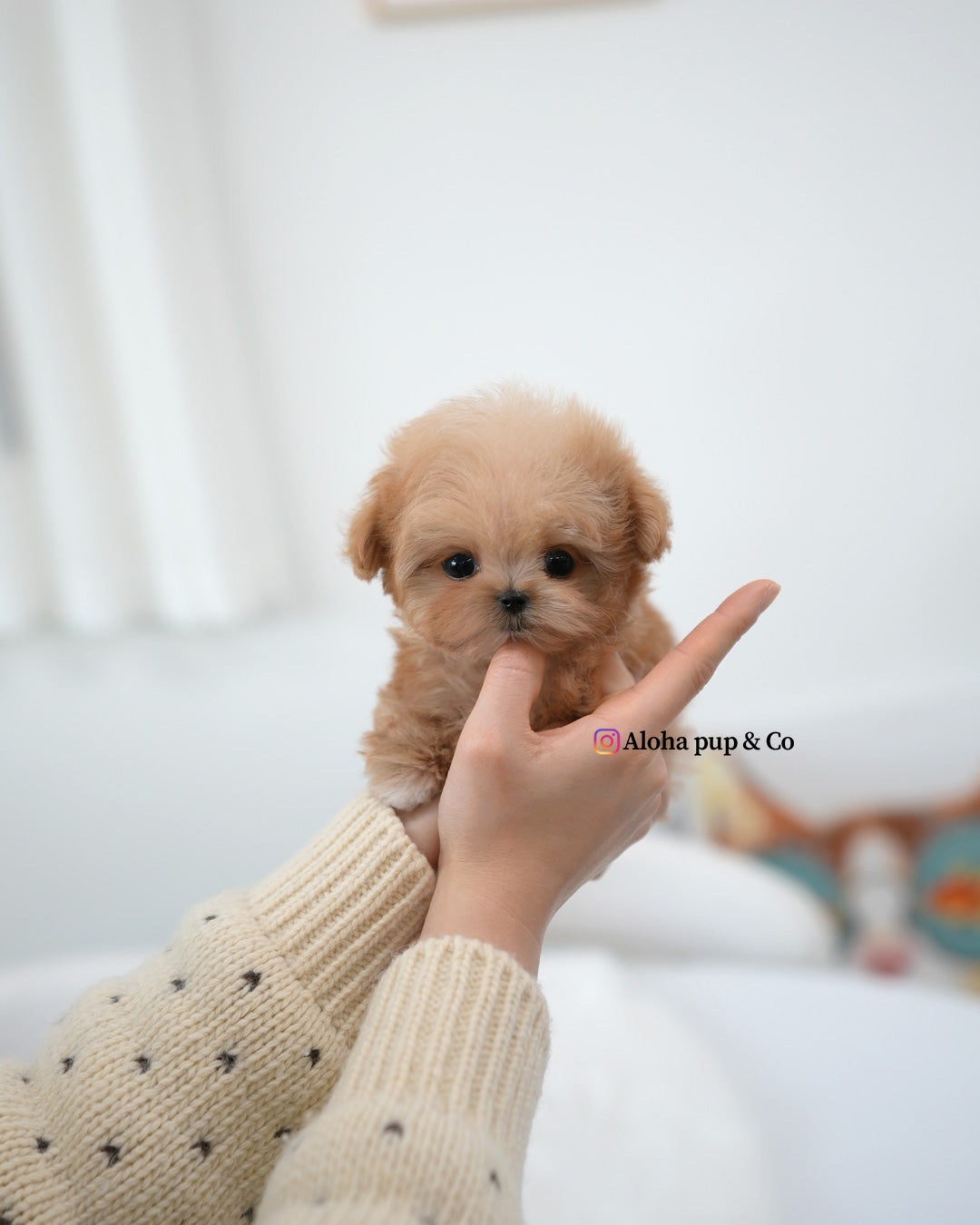 Mite [TEACUP MALTIPOO]