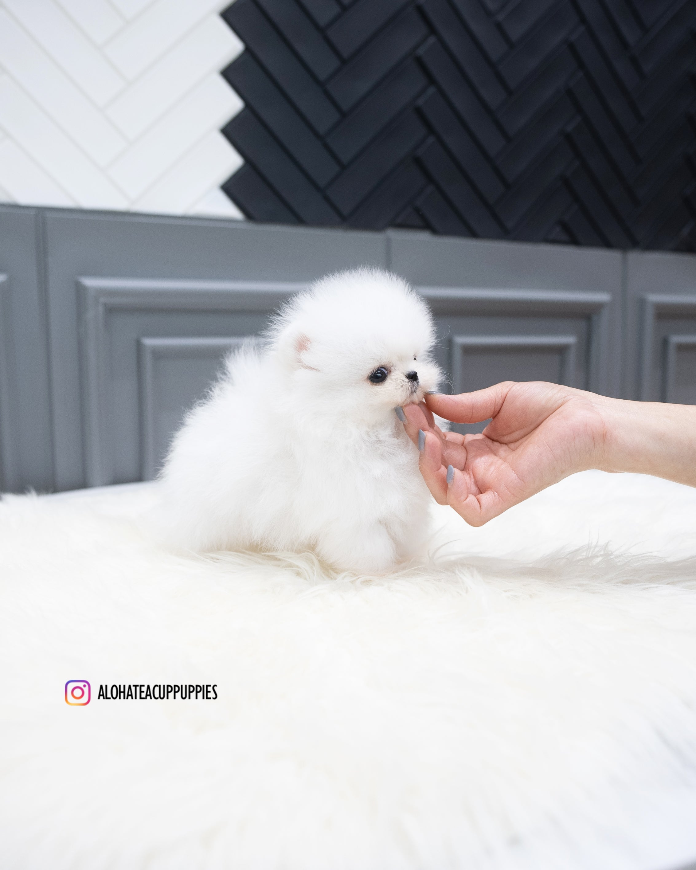 Adam [TEACUP POMERANIAN]