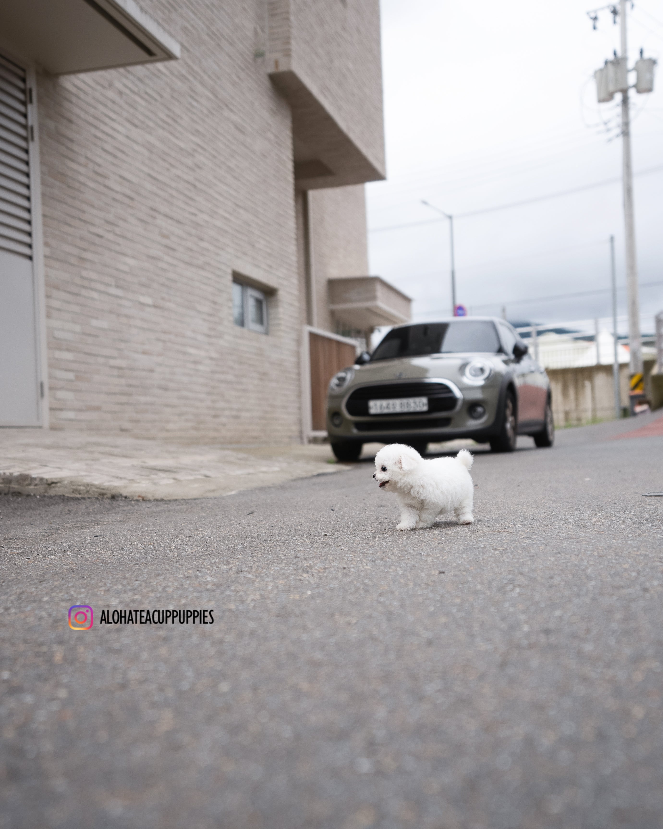 Cody [TEACUP BICHON]