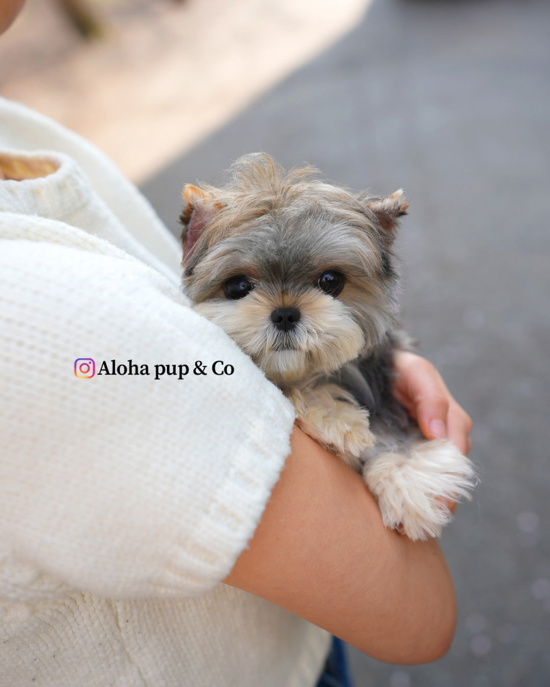 Pixy [Mini Morkie]