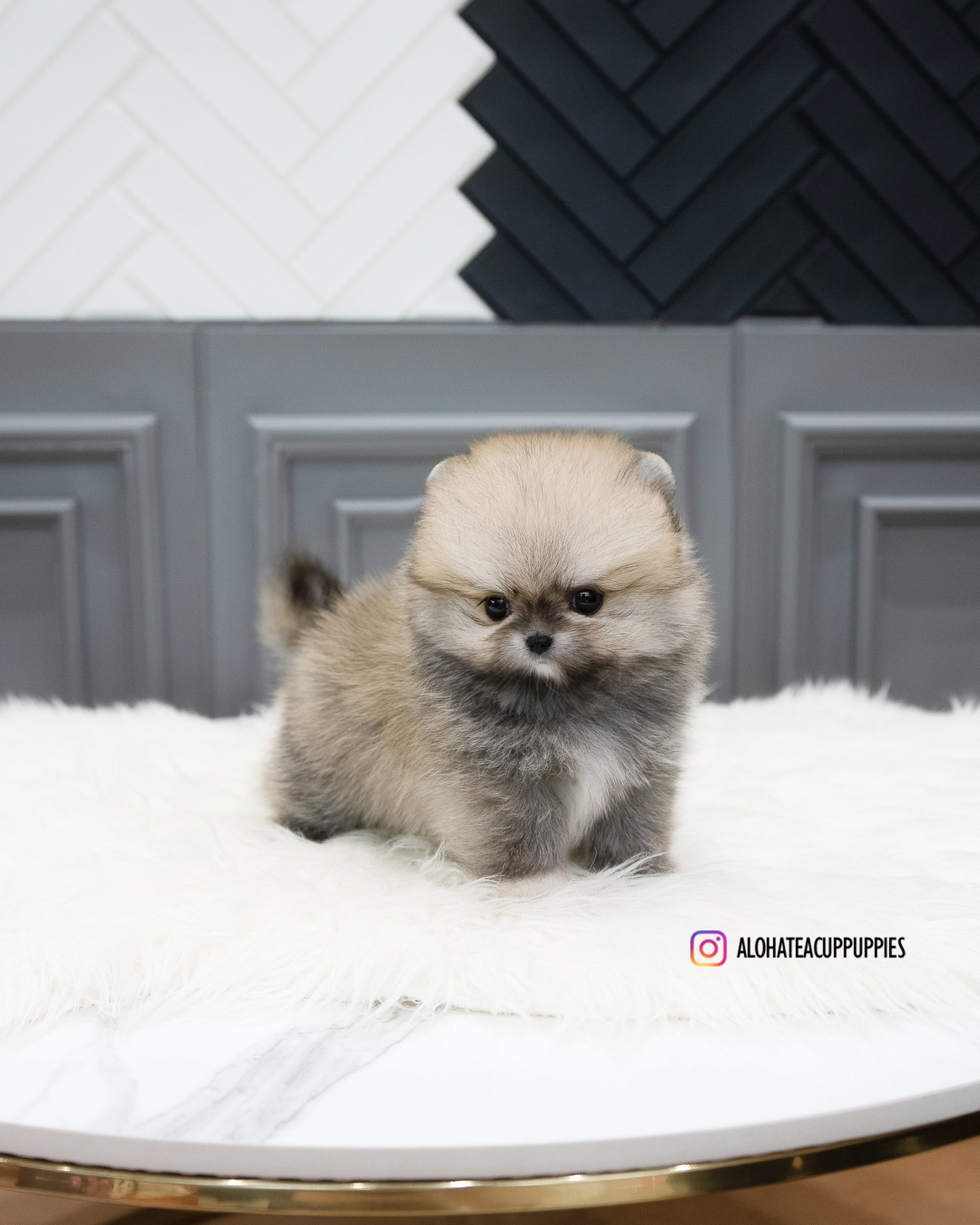 斯泰西 [茶杯博美犬]