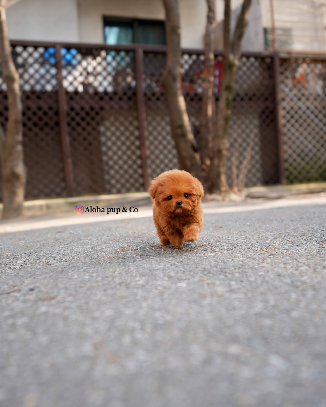 Kit [TEACUP POODLE]