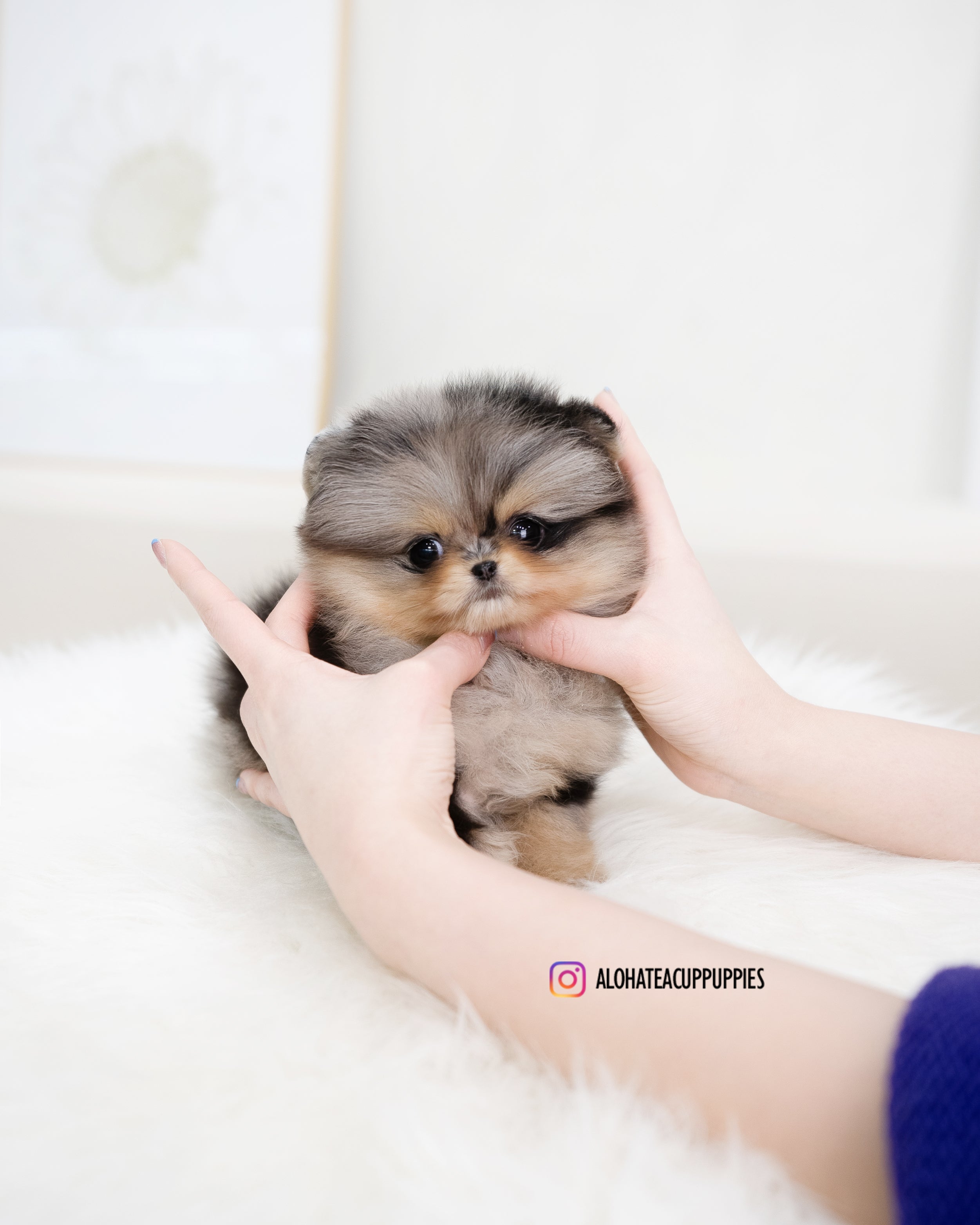 Kiara [TEACUP POMERANIAN]