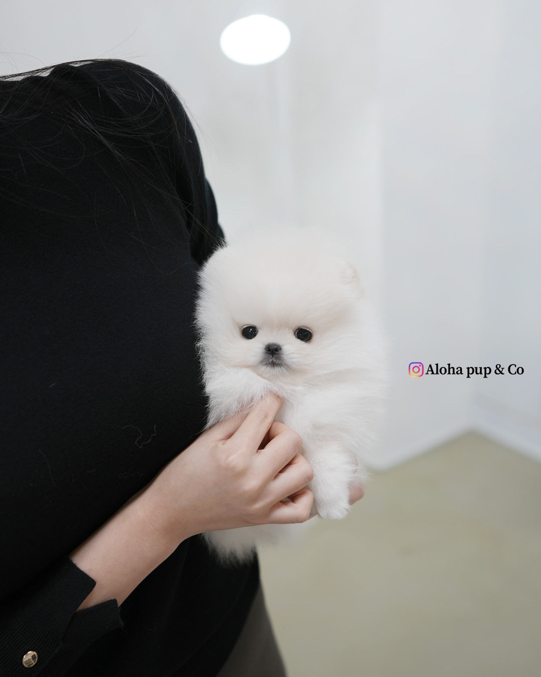 Snowy [POMERANIA TAZA DE TÉ]