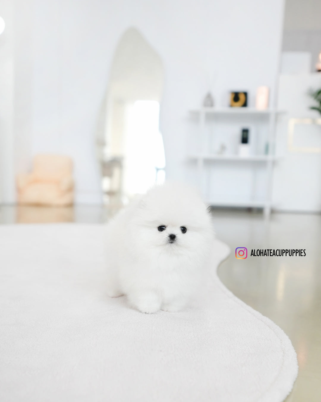 莉娜 [茶杯博美犬]