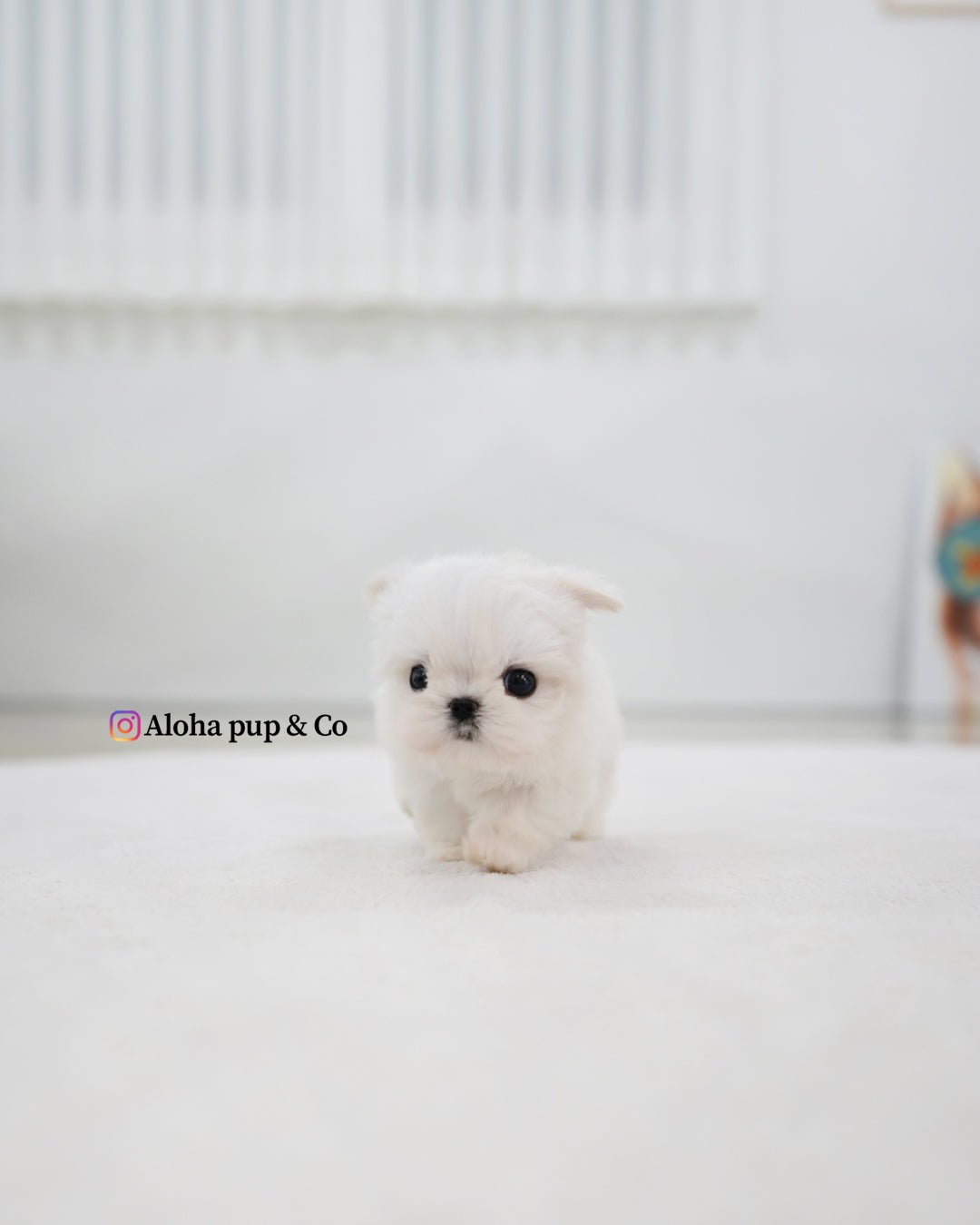 Tayo [TEACUP MALTESE]