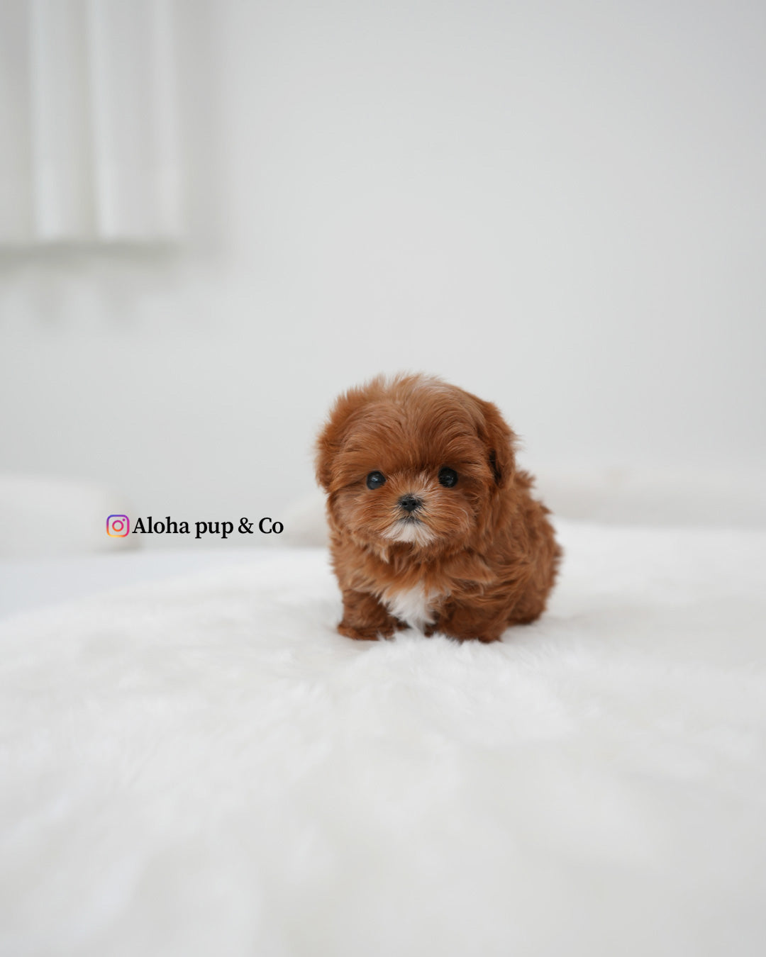 Pearl [TEACUP MALTIPOO]