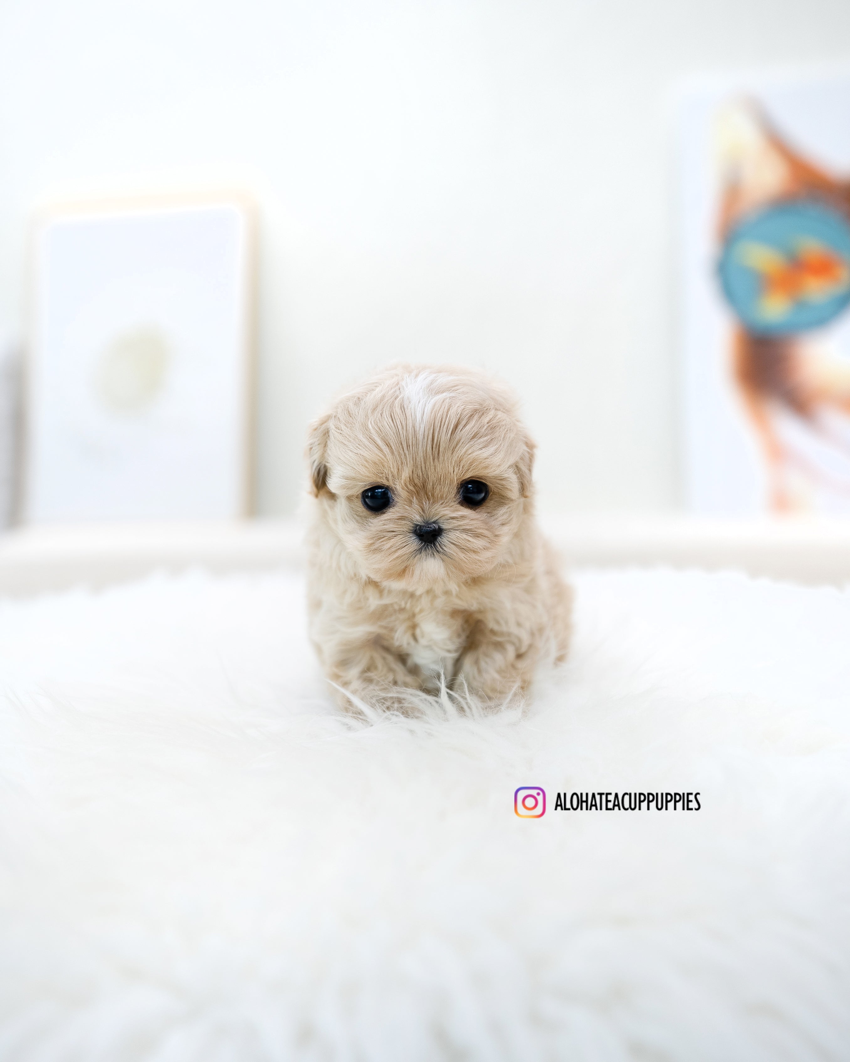 Ronnie [TEACUP MALTIPOO]
