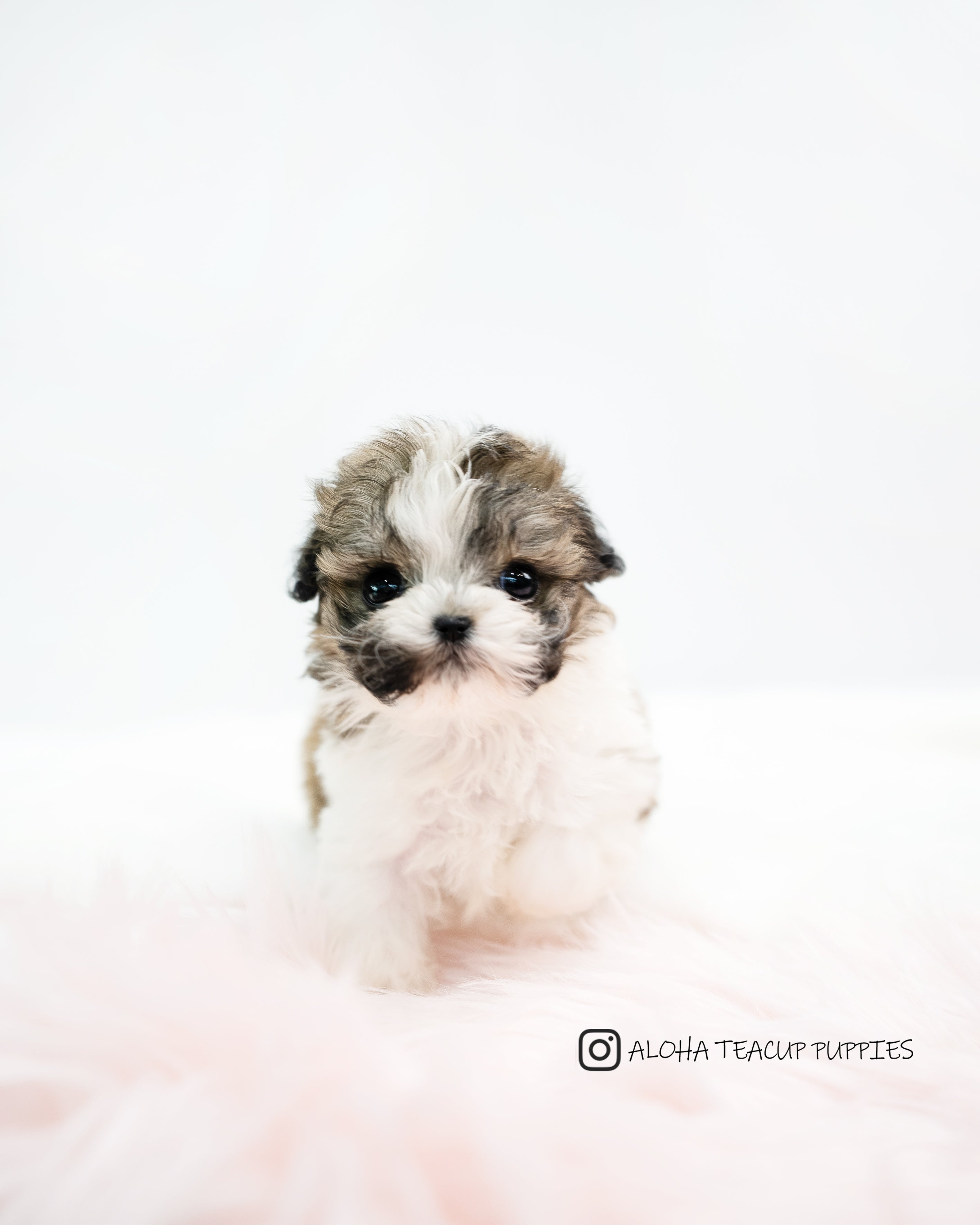 Nico [TEACUP MALTIPOO]