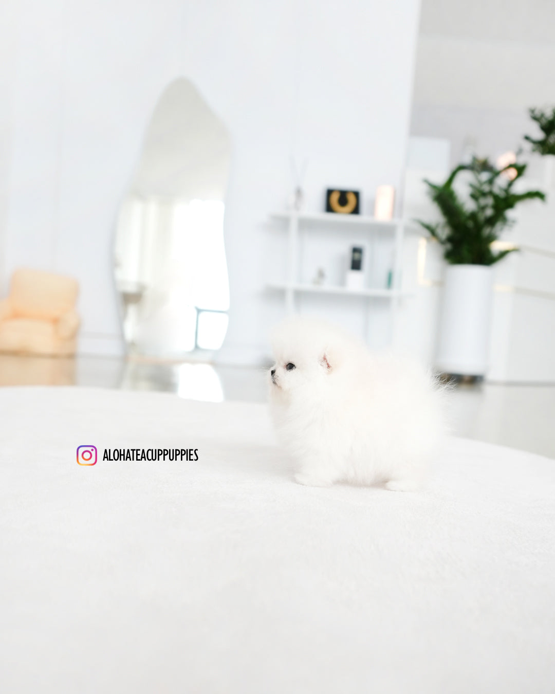 Marshmallow [POMERANIA TAZA DE TÉ]