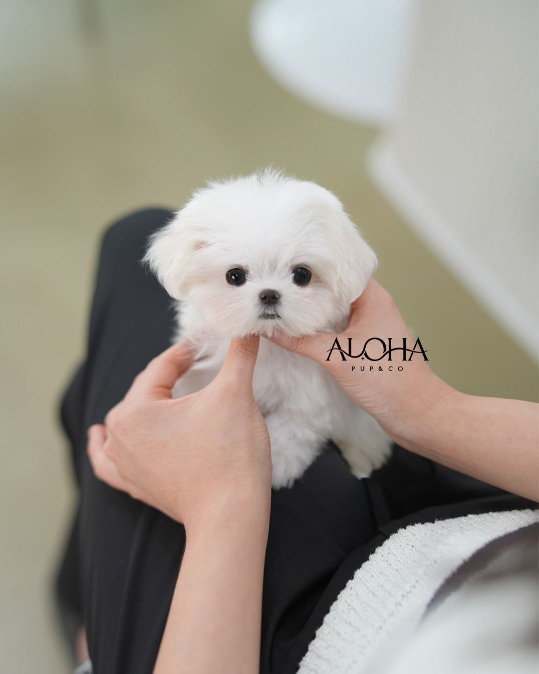 Sera [TEACUP Maltese]