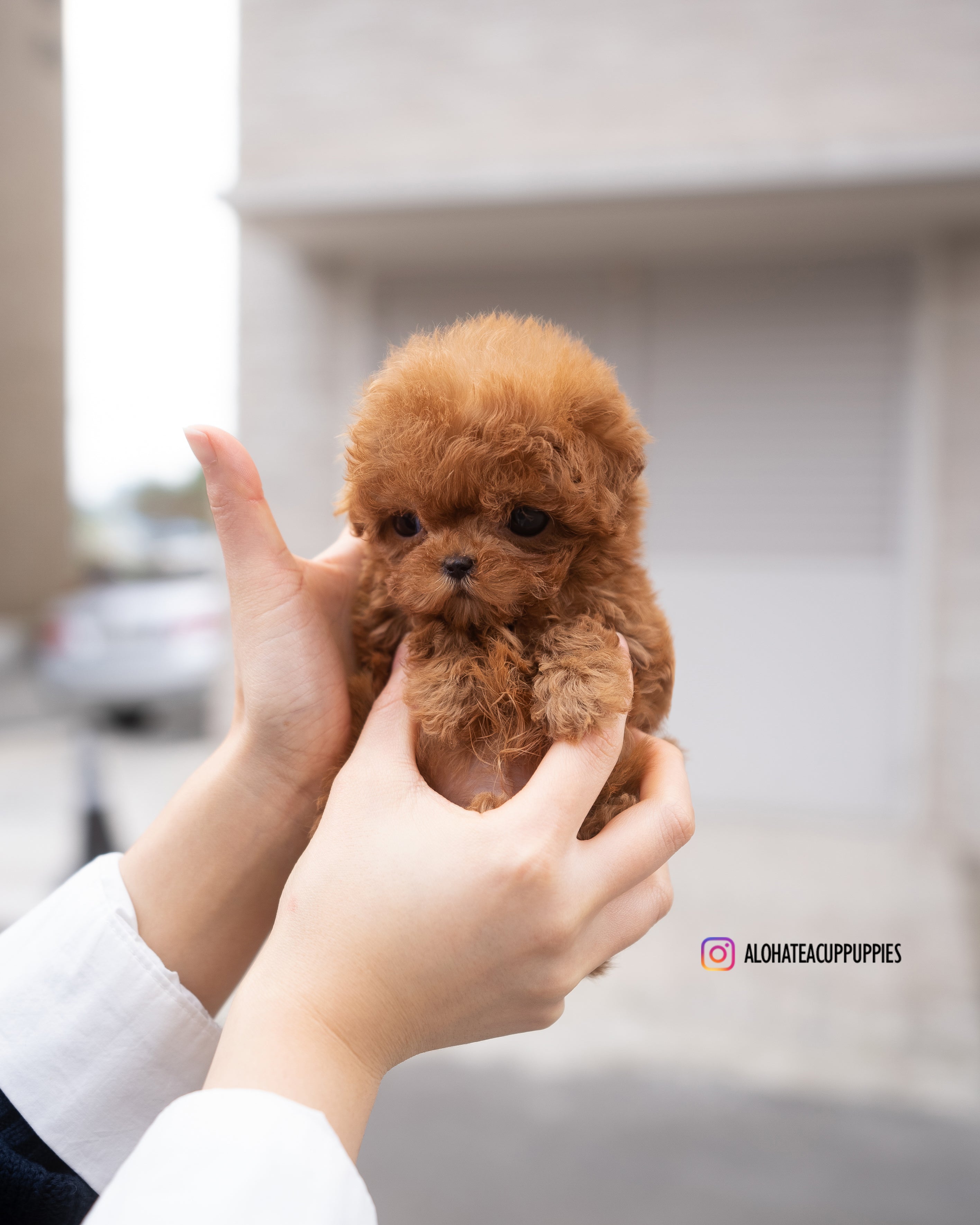 Mason [TEACUP POODLE]