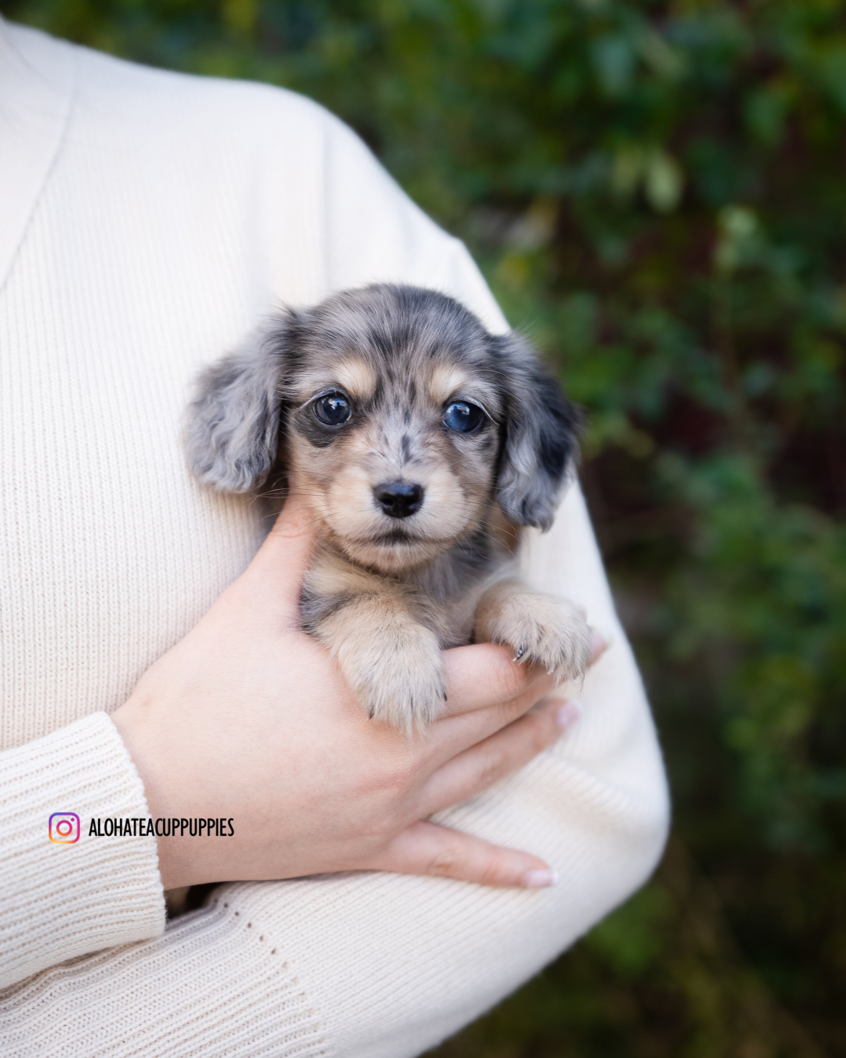Blair [DACHSHUND TAZA DE TÉ]