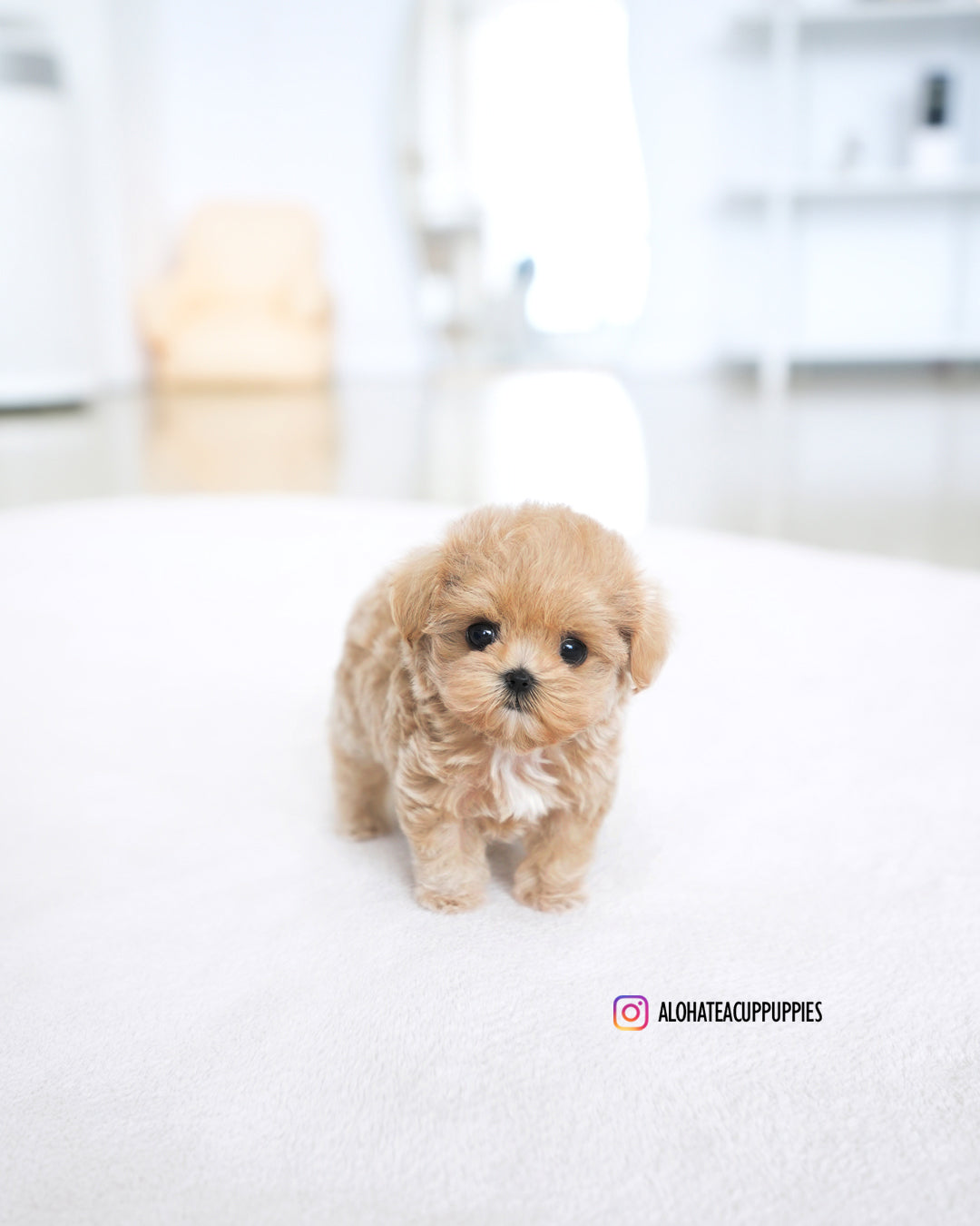Della [TEACUP MALTIPOO]