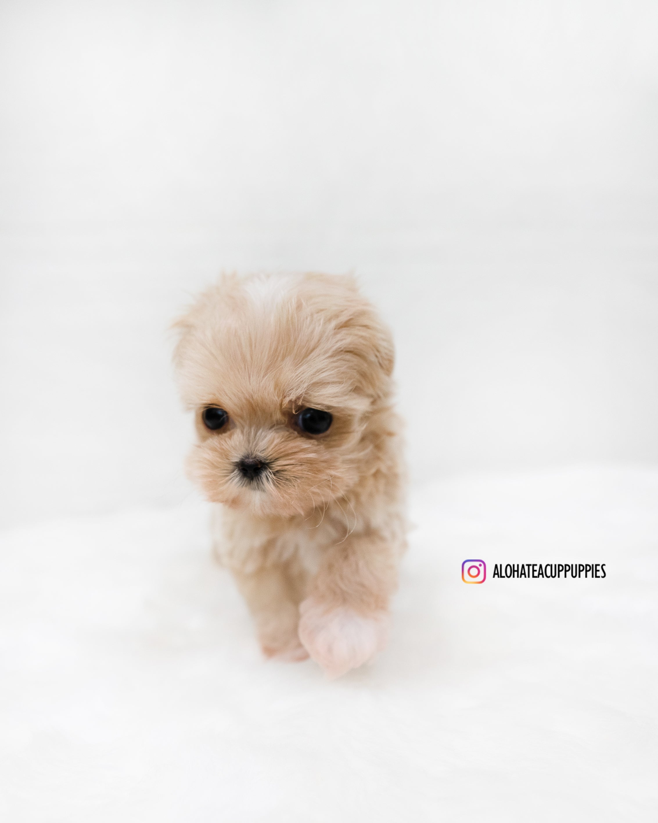 Dicaprio [TEACUP MALTIPOO]