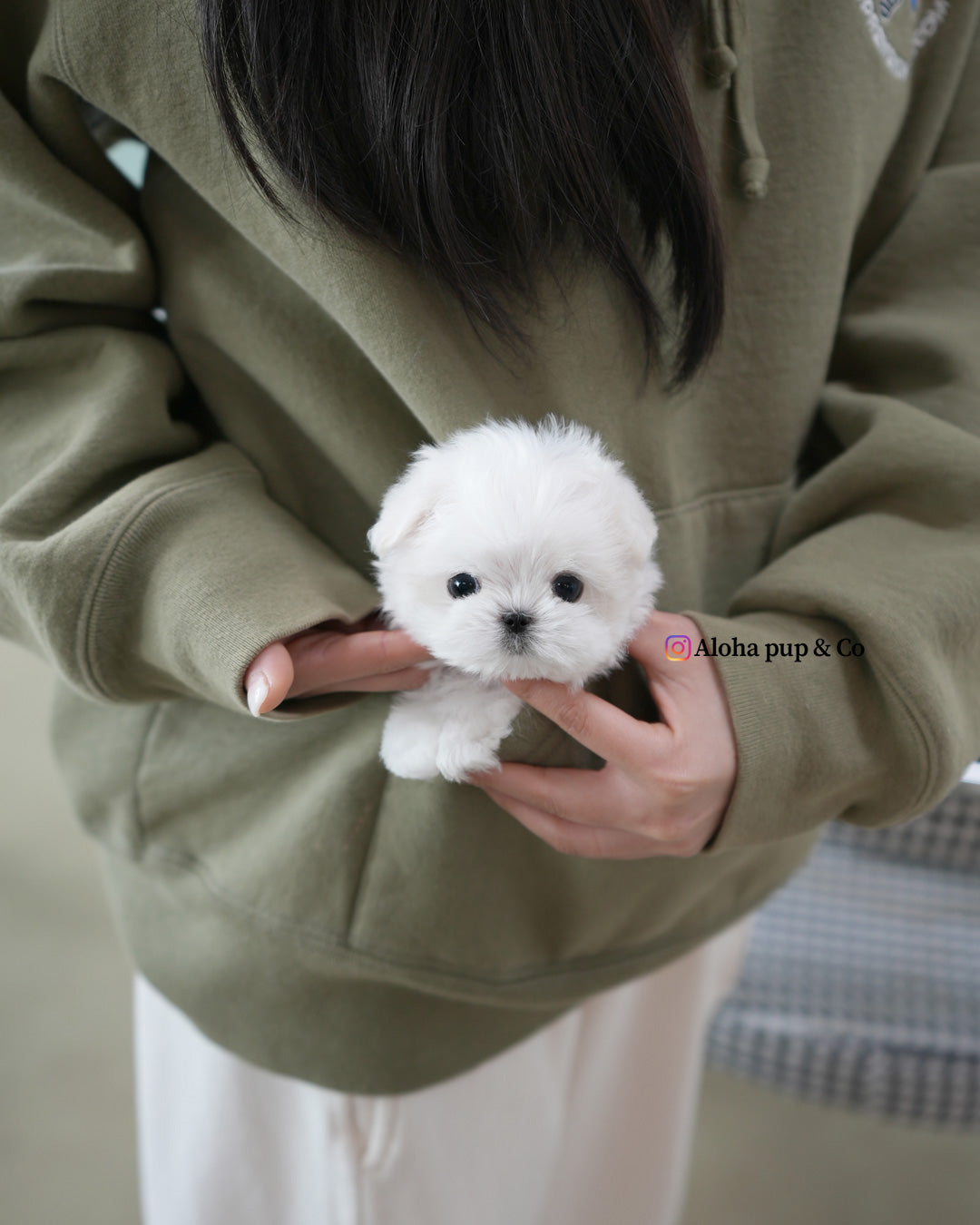Leo [TEACUP MALTESE]