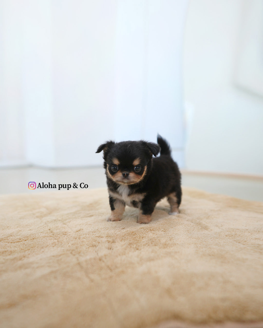 Dotty [TEACUP CHIHUAHUA]